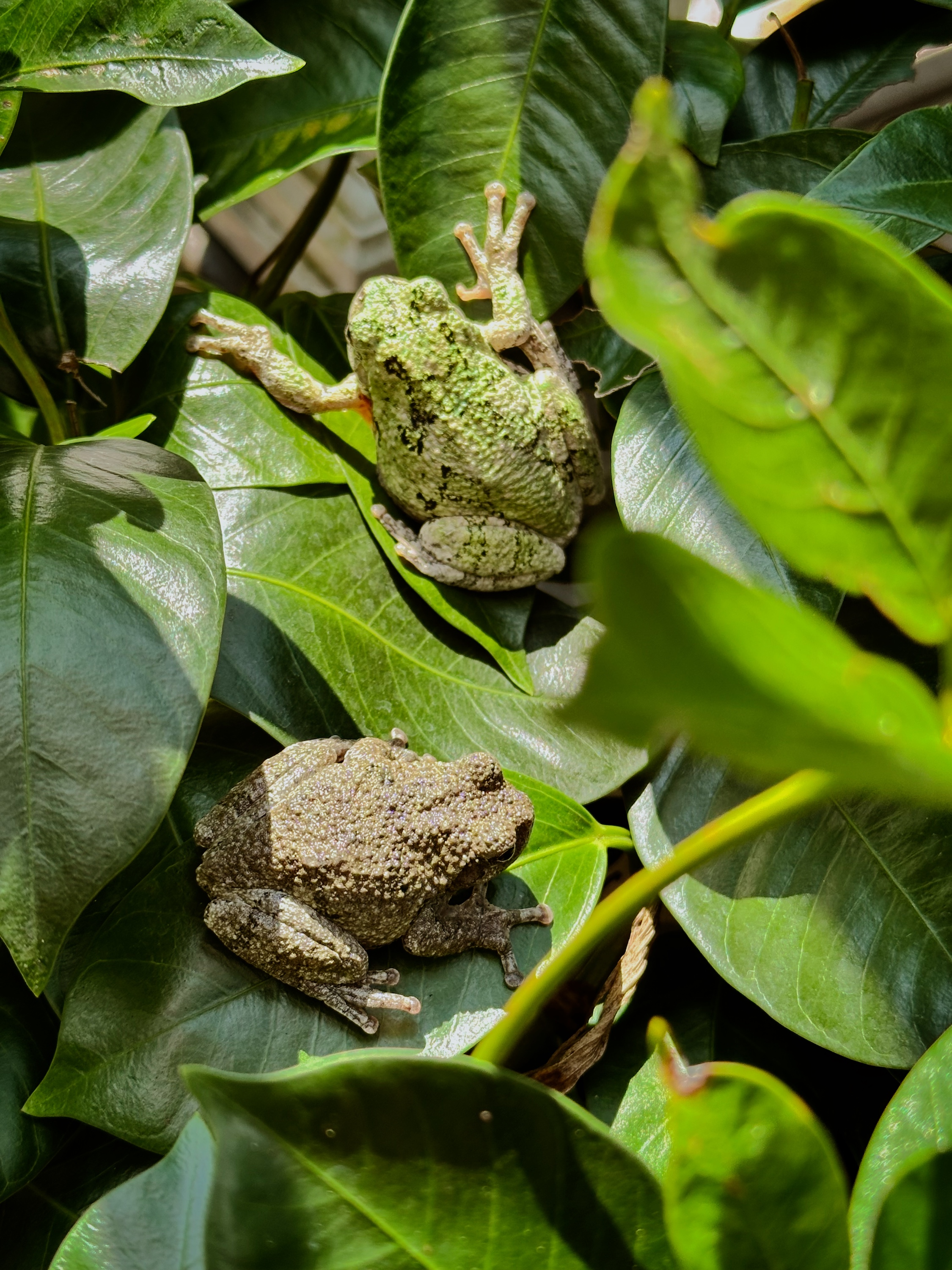 Two gray treefrogs on a plant in the sun. One is more green, the other more gray.